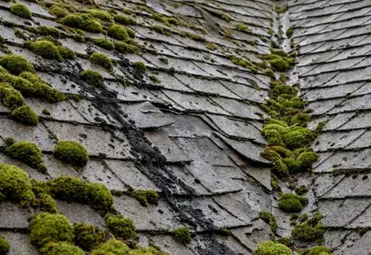 Moss growing on a roof in the Pacific Northwest